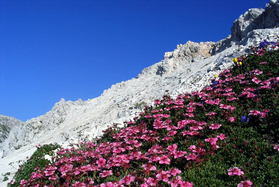 Triglavska roža
Triglavska roža (Potentilla nitida). Med pusto skalo Vrha nad Peski. 
Ključne besede: triglavska roža potentilla nitida