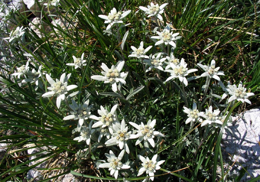 Planike
Planike (Leontopodium alpinum). Z livad za Lepočami.
Ključne besede: planika leontopodium alpinum