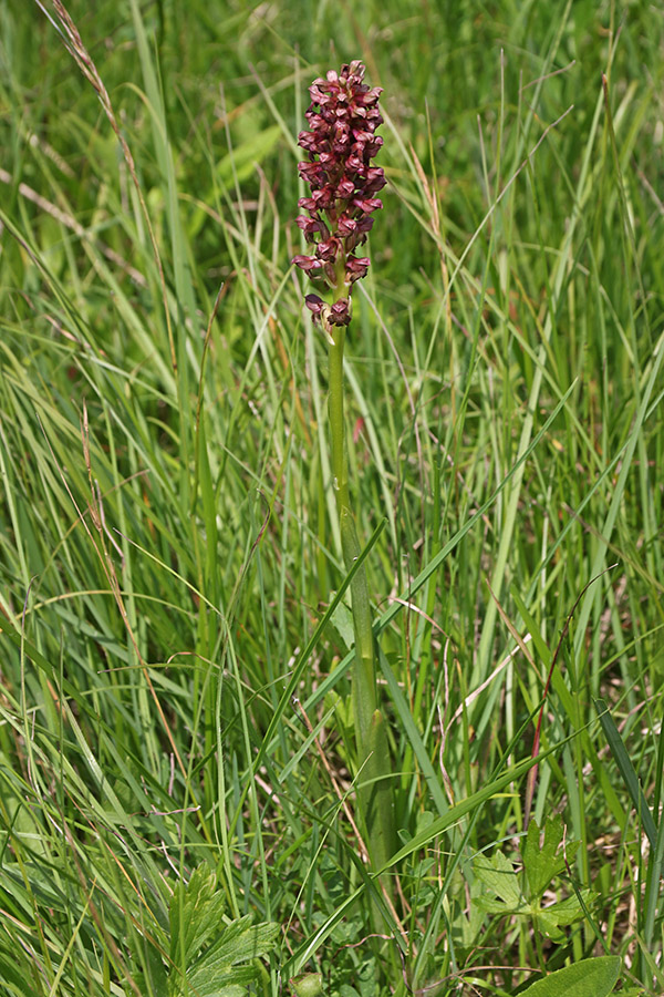 Steničja kukavica
Steničja kukavica - cela rastlina.
Ključne besede: steničja kukavica orchis coriophora
