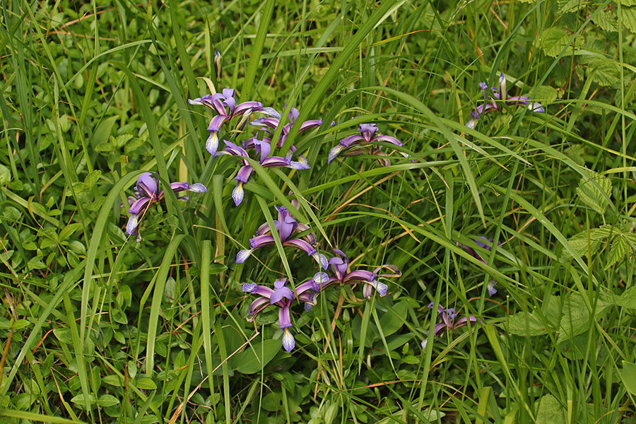 Travnolistna perunika
Travnolistna perunika.
Ključne besede: travnolistna perunika iris graminea