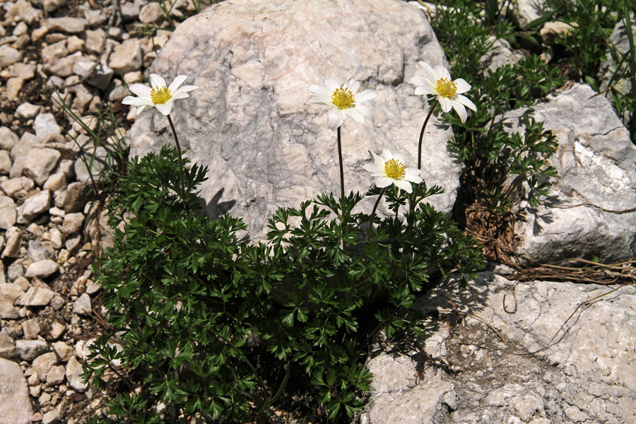 Mala vetrnica
Mala vetrnica je na prvi pogled podobna alpskemu kosmatincu.
Ključne besede: mala vetrnica anemone baldensis