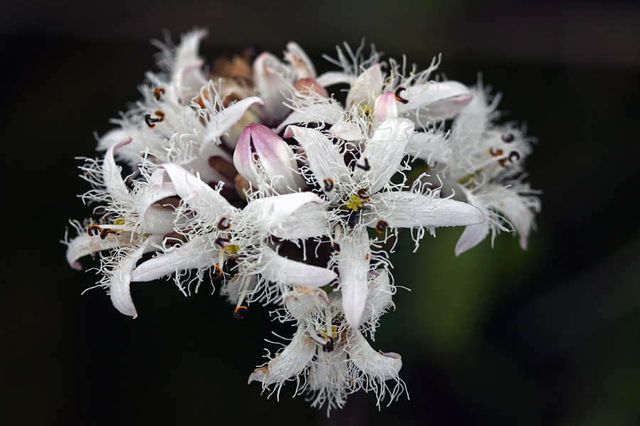 Cvetovi mrzličnika I.
Cvetovi navadnega mrzličnika.
Ključne besede: navadni mrzličnik menyanthes trifoliata