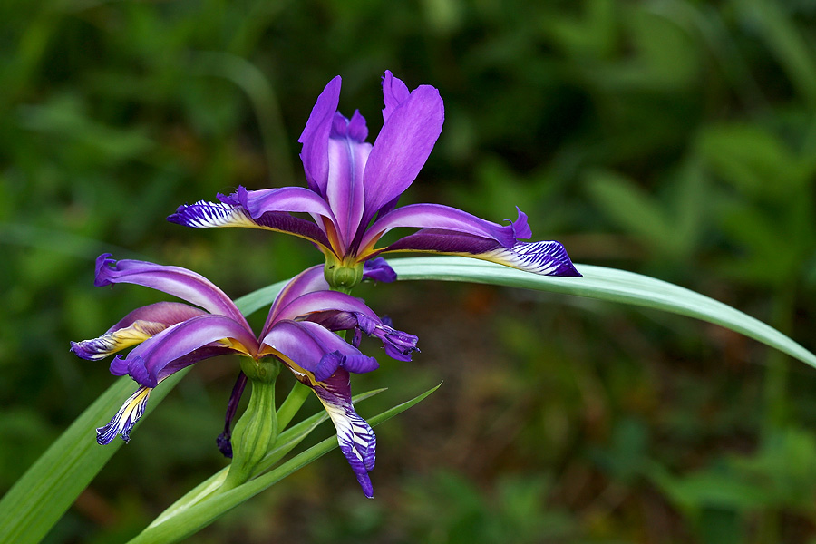 Perunika
Travnolistna perunika na Kobli.
Ključne besede: travnolistna perunika iris graminea