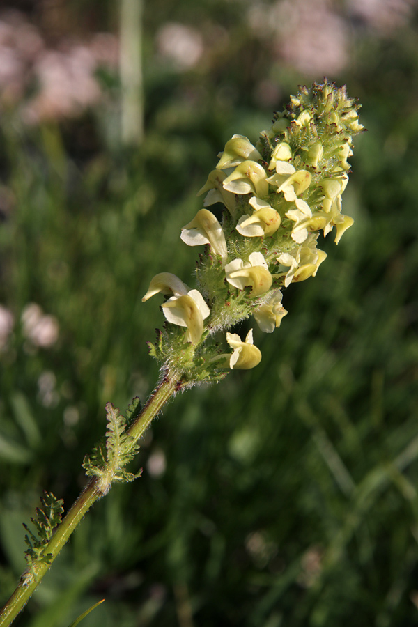 Julijski ušivec
Julijski ušivec.
Ključne besede: julijski ušivec pedicularis elongata subsp. julica