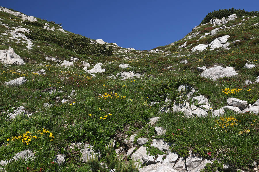 Pod Konjskim vrhom
Zadnji metri pred Konjskim vrhom so zelo cvetoči.
Ključne besede: žalostnica konjski vrh