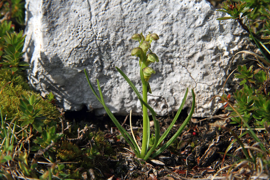 Prve cepetuljke
Pognale so že prve alpske cepetuljke. Te, nekaj cm visoke rastline težko opazimo. Ko najdemo rastišče pa ponavadi nikoli ni le ena sama.
Ključne besede: alpska cepetuljka chamorchis alpina