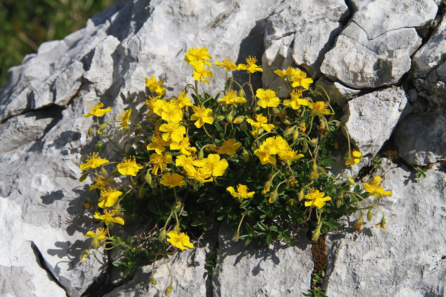 Planinski popon
Planinski popon v Travniški dolini.
Ključne besede: planinski popon helianthemum alpestre sončece