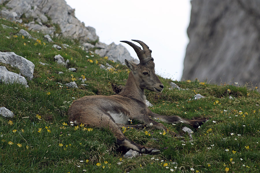 Kozorog
Počitek med Velikim Draškim vrhom in Toscem.
Ključne besede: kozorog capra ibex ibex