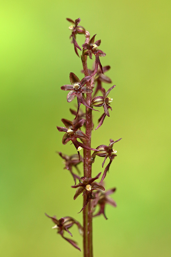 Srčastolistni  muhovnik
Spet ena od izredno majhnih orhidej. Pokljuka.
Ključne besede: srčastolistni muhovnik listera cordata