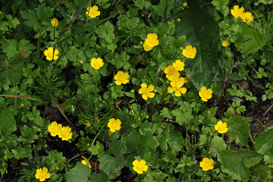 Kosmata zlatica
Kosmata zlatica. Podjelje v Bohinju.
Ključne besede: kosmata zlatica Ranunculus lanuginosus ranunculus lanuginosus