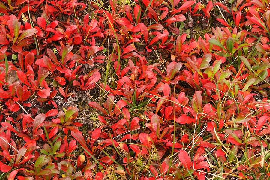 Alpski gornik
Da prihaja jesen nas opozarjajo tudi vse bolj rdeči listi alpskega gornika. Na Črni prsti.
Ključne besede: alpski gornik arctostaphylos alpinus