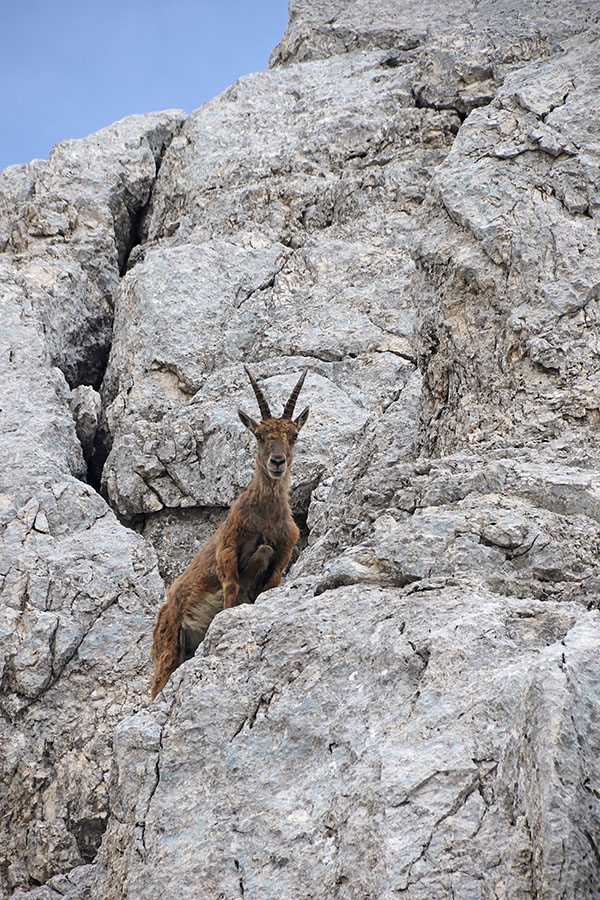 Kozoroginja
Ob poti Ceria Merlone.
Ključne besede: kozorog capra ibex ibex