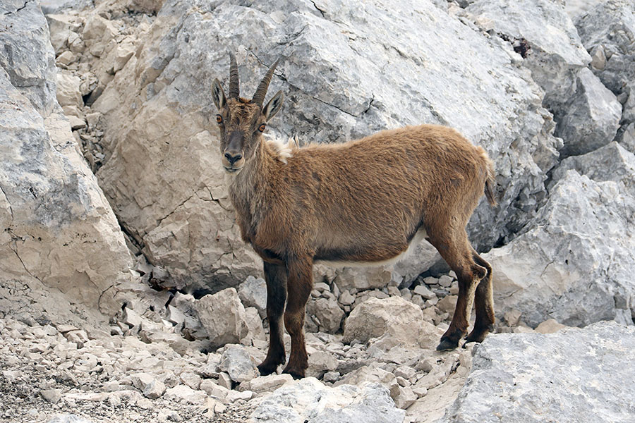 Kozoroginja
Kozoroginja pri bivaku na Špiku nad Nosom je povsem domača.
Ključne besede: kozorog capra ibex ibex