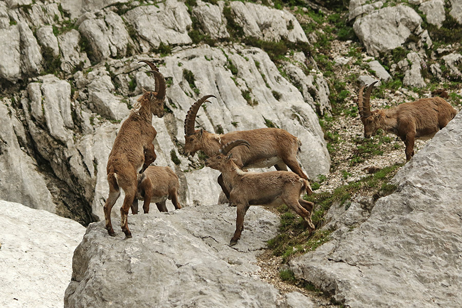 Kozorogi
Na zadnjih nogah.
Ključne besede: kozorog capra ibex ibex
