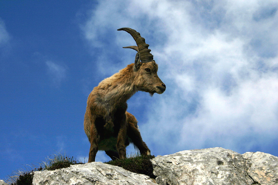 Kozorog
Pa se je le postavil na noge.
Ključne besede: kozorog capra ibex ibex