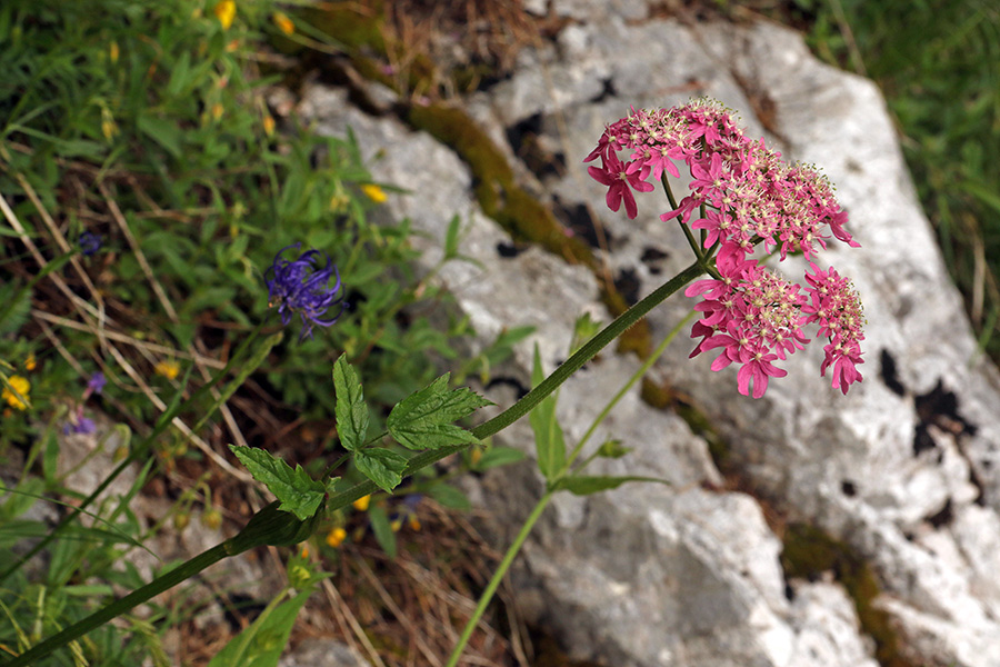 Rožnordeči dežen
Rdeči dežen je endemit jugovzhodnih alp. Pod Toscem.
Ključne besede: rožnordeči dežen heracleum austriacum subsp. siifolium