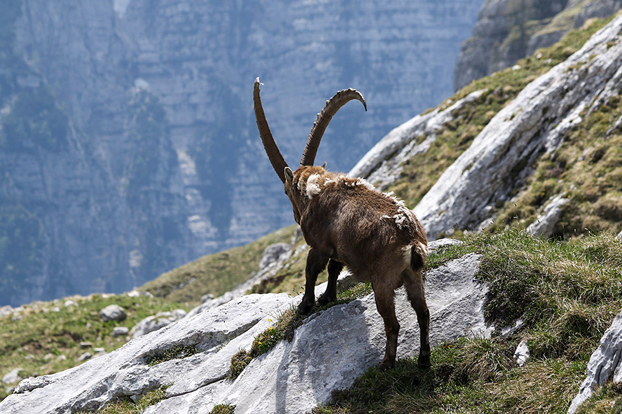 Kozorog
Kozorog.
Ključne besede: kozorog capra ibex ibex