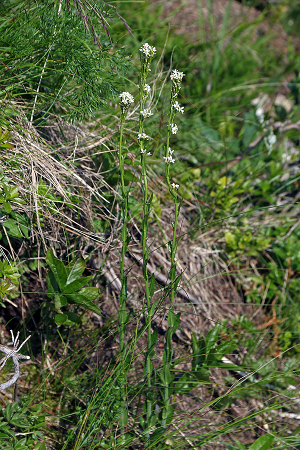 Malocvetni repnjak
Vrh Črne gore. Malocvetni repnjak.
Ključne besede: malocvetni repnjak arabis pauciflora