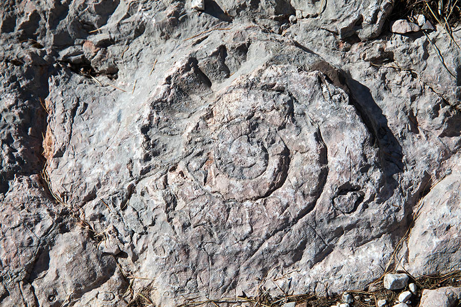 Amonit
V dolini Triglavskih jezer jih je kar precej.
Ključne besede: dolina triglavskih jezer 7j amonit