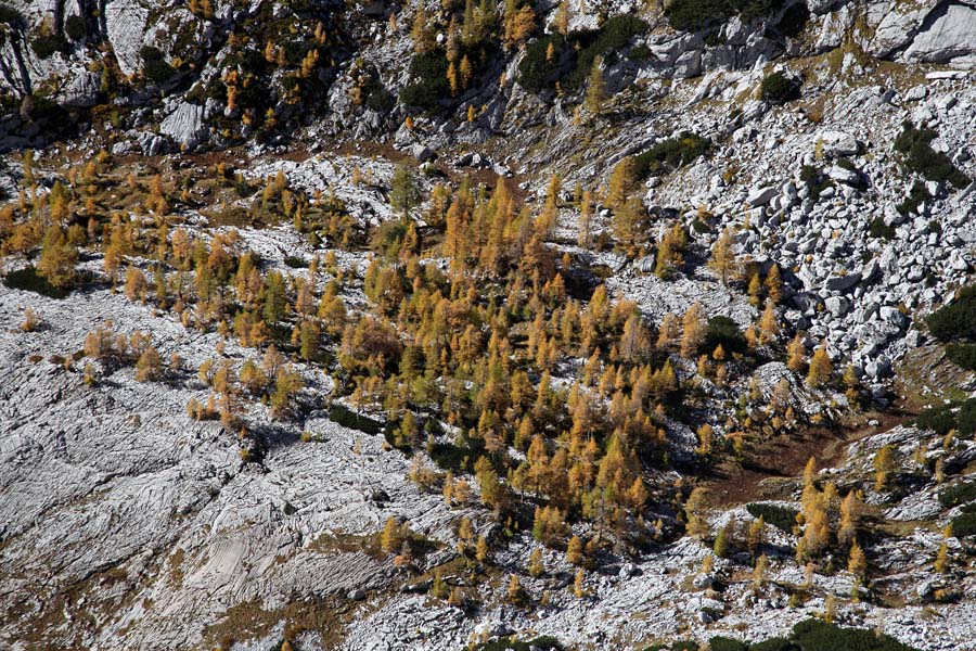 Macesni
Jesensko obarvani macesni v dolini Triglavskih jezer. Z Velike Zelnarice.
Ključne besede: dolina triglavskih jezer velika zelnarica