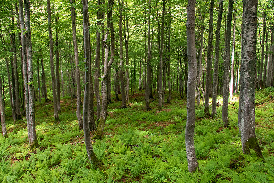 Bukov gozd
Bukov gozd nad Baškim sedlom.
Ključne besede: baško sedlo bukev fagus sylvatica