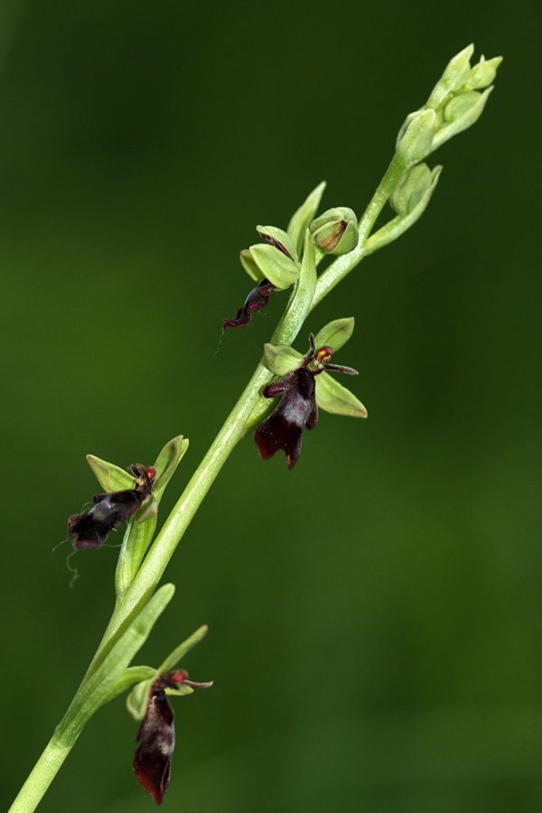 Muholiko mačje uho
Letos je zraslo precej primerkov.
Ključne besede: muholiko mačje uho ophrys insectifera