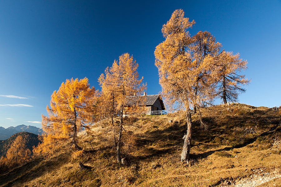 Zlato na Krstenici
Res lepe jutranje barve macesnov ob lovski koči na planini Krstenica.
Ključne besede: planina krstenica