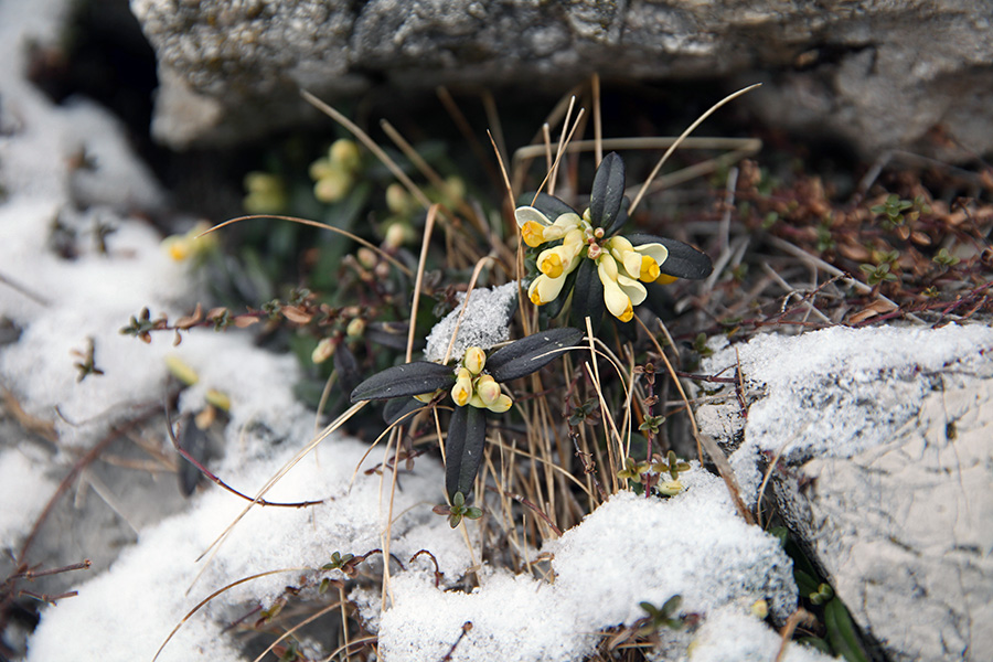 Žanjevec
Topla zima ustreza žanjevcu, ki je le malo poprhan s snegom.
Na planini Zajamniki.
Ključne besede: žanjevec polygala chamaebuxus
