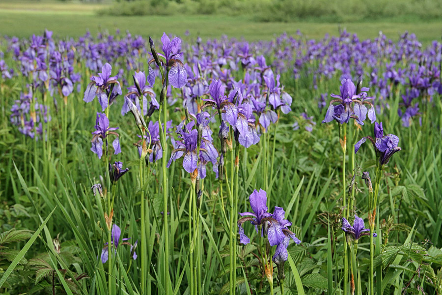 Sibirske perunike II.
Sibirske perunike.
Ključne besede: sibirska perunika iris sibirica cvet