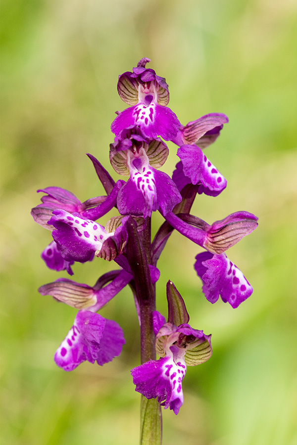 Navadna kukavica
Navadna kukavica - cvetovi.
Ključne besede: navadna kukavica orchis morio