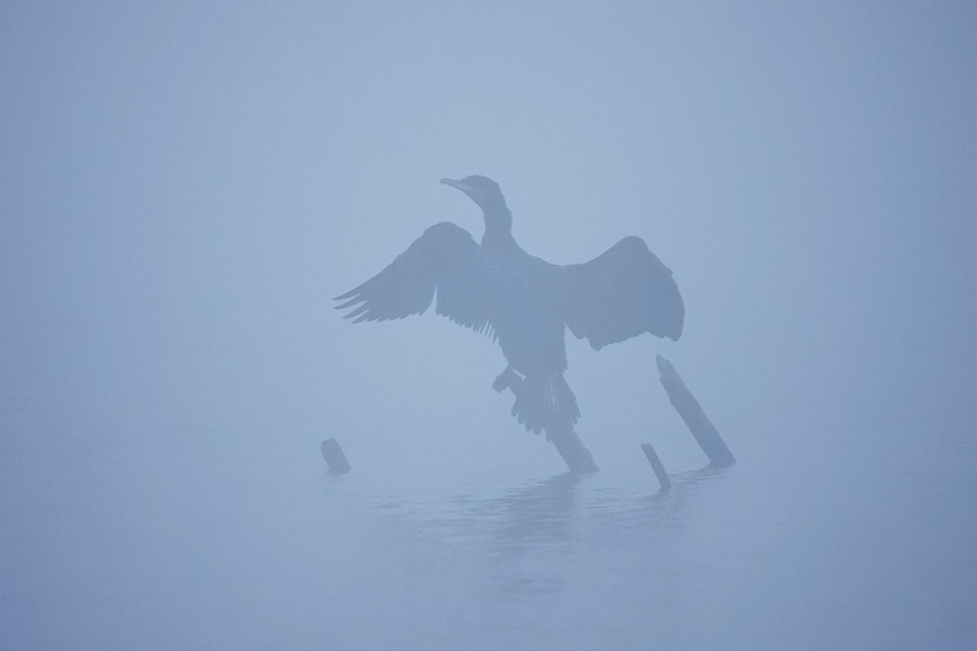 Jezersko strašilo
Prosim ne me prehitro obsojati, da se komaj kaj vidi. Tale kormoran se je namreč prikazal na Bohinjskem jezeru v izredno gosti megli. Ampak pozo pa ima, priznajte...
Ključne besede: kormoran phalacrocorax carbo bohinjsko jezero