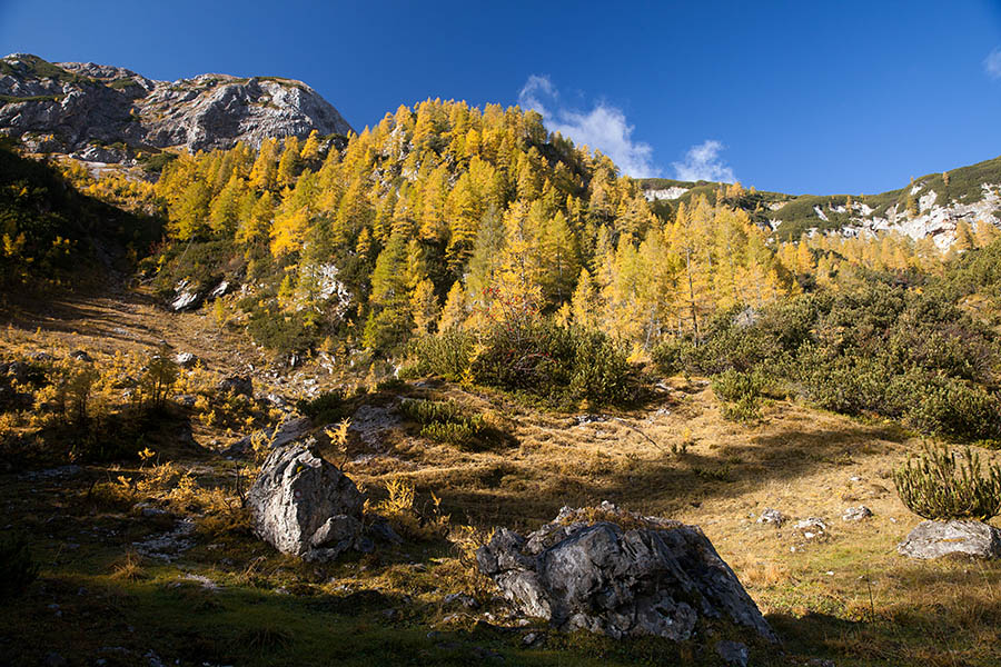 Jesen
Jesen na planini Pod Mišelj vrhiom,
Ključne besede: planina pod mišelj vrhom