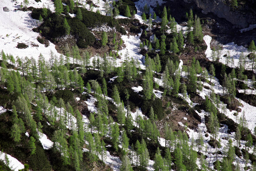 Zeleneči v snegu
Macesni kljub snegu zelenijo. Na Jezercu.
Ključne besede: ogradi jezerce