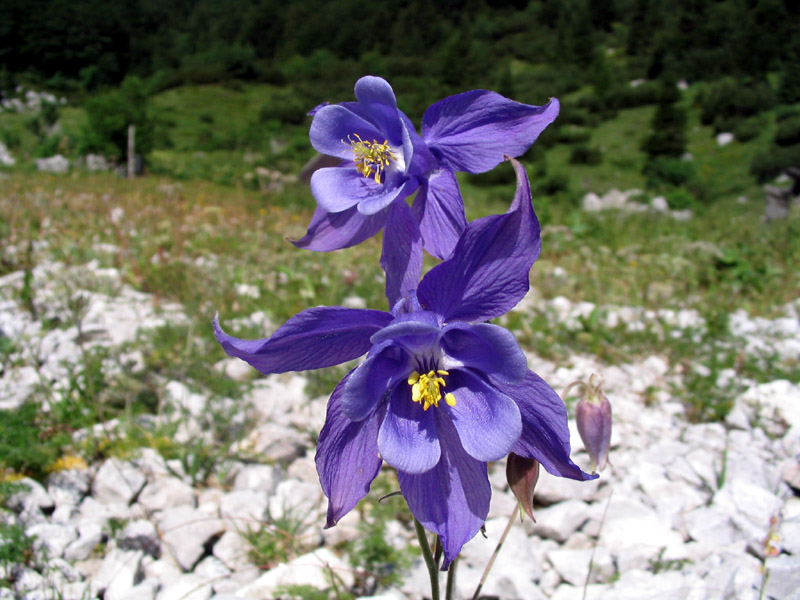 Velecvetna orlica
Velecvetna orlica. Planina Suha.
Keywords: velecvetna orlica aquilegia nigricans