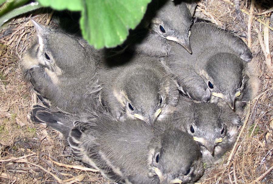Pastiričke
Gnezdo belih pastiričk (Motacilla alba) v koritu za rože na balkonu.
Ključne besede: bela pastirica motacilla alba