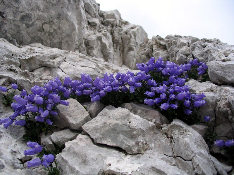 Zoisova zvončica
Zoisova zvončica (Campanula zoysii). Pot na Krn. 
Ključne besede: zoisova zvončica campanula zoysii