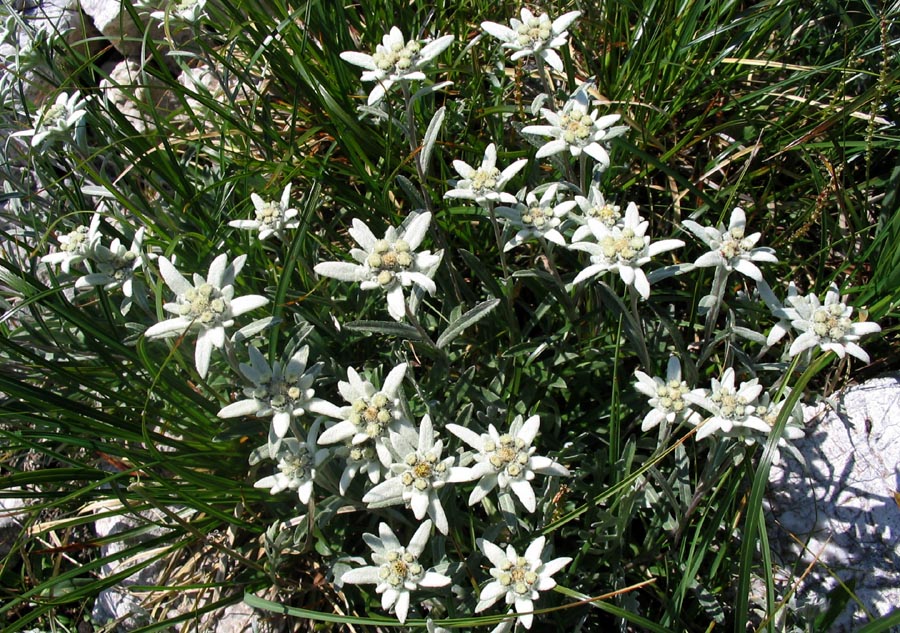 Planike
Planike (Leontopodium alpinum). Z livad za Lepočami.
Ključne besede: planika leontopodium alpinum