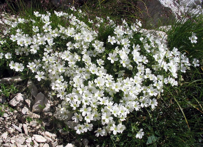 Koroška smiljka
Koroška smiljka (Cerastium carinthiacum). Na Lepem Špičju.
Ključne besede: koroška smiljka cerastium carinthiacum