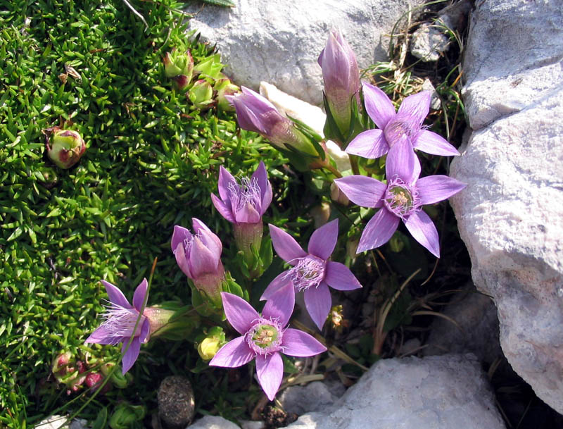 Čašasti sviščevec
Čašasti sviščevec (Gentianella anisodonta). Kačji graben pod Špikom.
Ključne besede: čašasti sviščevec gentianella anisodonta