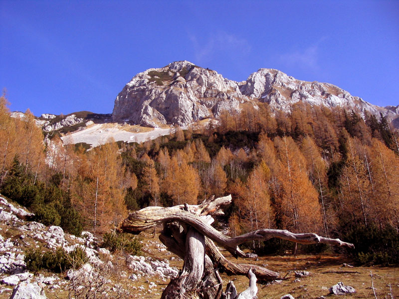 Jesenska
Vrnitev z Debelega vrha proti planini v Lazu. Zadaj Ogradi.
Ključne besede: ogradi planina v lazu