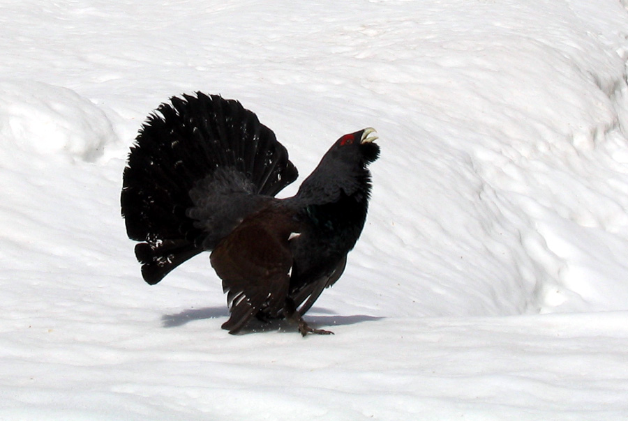 Divji petelin
Hudo bojevit petelin... Jelovica.
Keywords: divji petelin tetrao urogallus