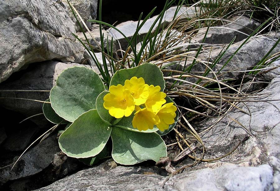 Avrikelj
Lepi jeglič - avrikelj (Primula auricula). Na Slatniku.
Ključne besede: lepi jeglič avrikelj primula auricula