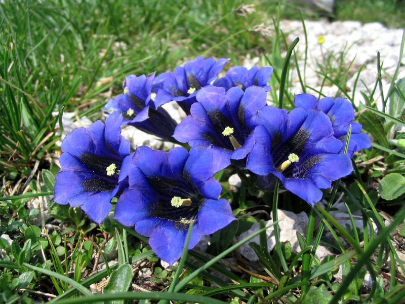 Clusijev svišč
Clusijev svišč (Gentiana clusii). Na Ratitovcu.
Ključne besede: clusijev svišč gentiana clusii