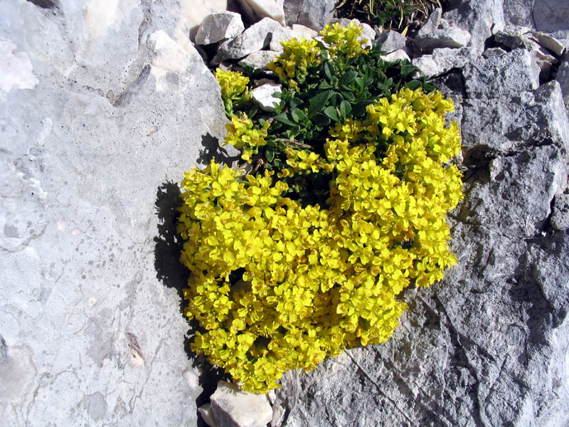 Obirski grobeljnik
Obirski grobeljnik (Alyssum ovirense). Na Kukovi špici.
Ključne besede: obirski grobeljnik alyssum ovirense