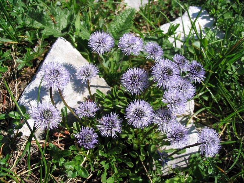Srčastolistna mračica
Srčastolistna mračica (Globularia cordifolia). Na Voglu.
Ključne besede: srčastolistna mračica globularia cordifolia