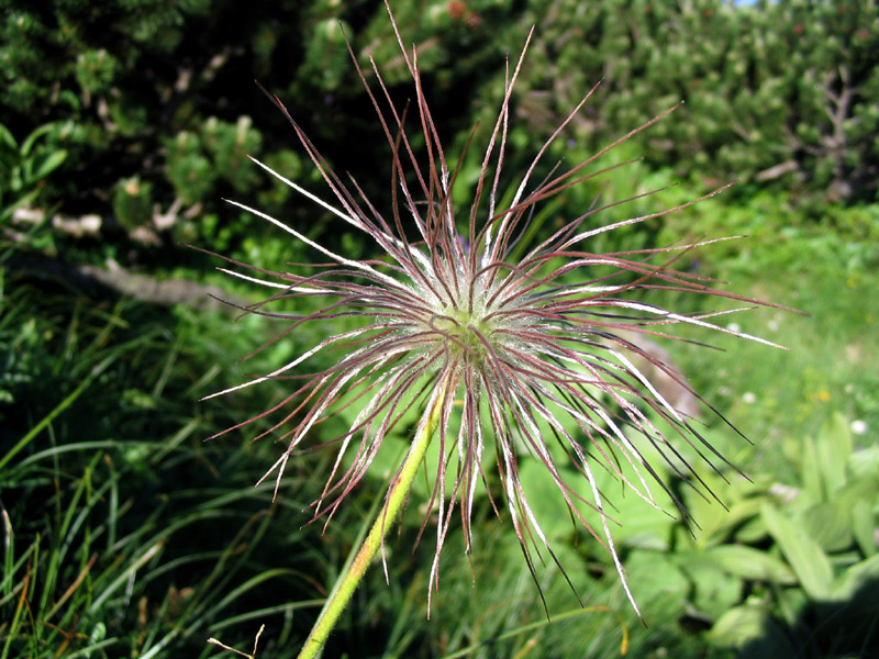 Alpski kosmatinec
Alpski kosmatinec (Pulsatilla alpina). Tu je že odcvetel. Vogel-Črna prst.
Ključne besede: alpski kosmatinec pulsatilla alpina