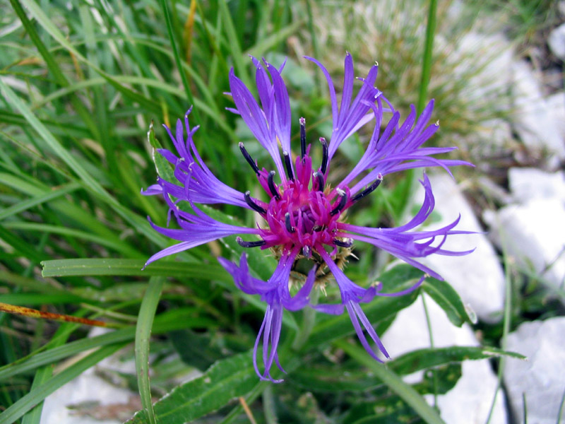 Triumfettijev glavinec
Triumfettijev glavinec (Centaurea triumfettii). Vogel-Črna prst.
Ključne besede: triumfettijev glavinec centaurea triumfettii