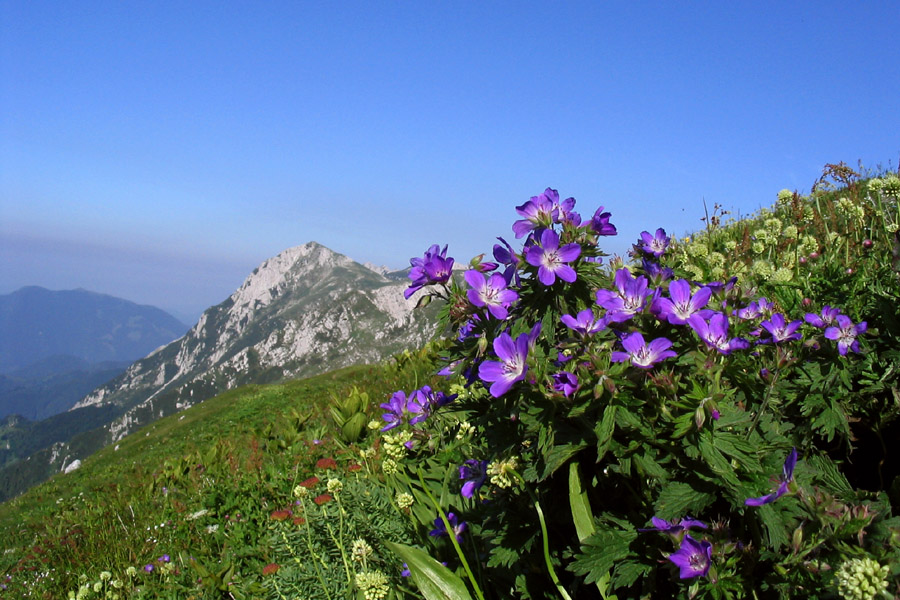 Gozdna krvomočnica
Gozdna krvomočnica (Geranium sylvaticum). Na Črni prsti.
Ključne besede: gozdna krvomočnica geranium sylvaticum