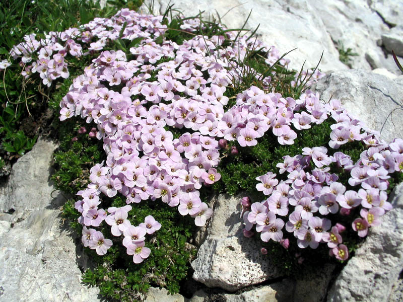 Pirenejski kamnokras
Pirenejski kamnokras (Petrocallis pyrenaica). Ob poti na Jalovec.
Ključne besede: pirenejski kamnokras petrocallis pyrenaica