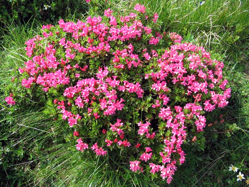 Dlakavi sleč
Dlakavi sleč - Burja (rhododendron hirsutum). Pod Mangartom.
Ključne besede: dlakavi sleč burja rhododendron hirsutum